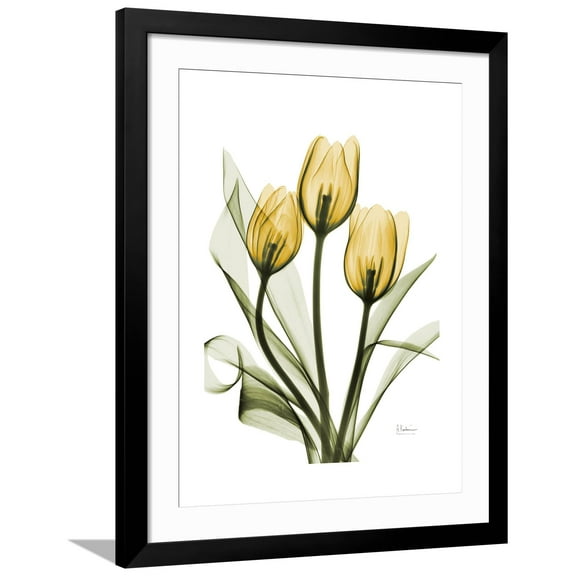 Art.com Golden Tulips Art Print by Albert Koetsier, Black Frame Wall Art, 32" x 40"
