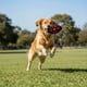 thumbnail image 1 of Juguete Dispensador para perro NFL Kansas City Chiefs 100% oficial, 1 of 7