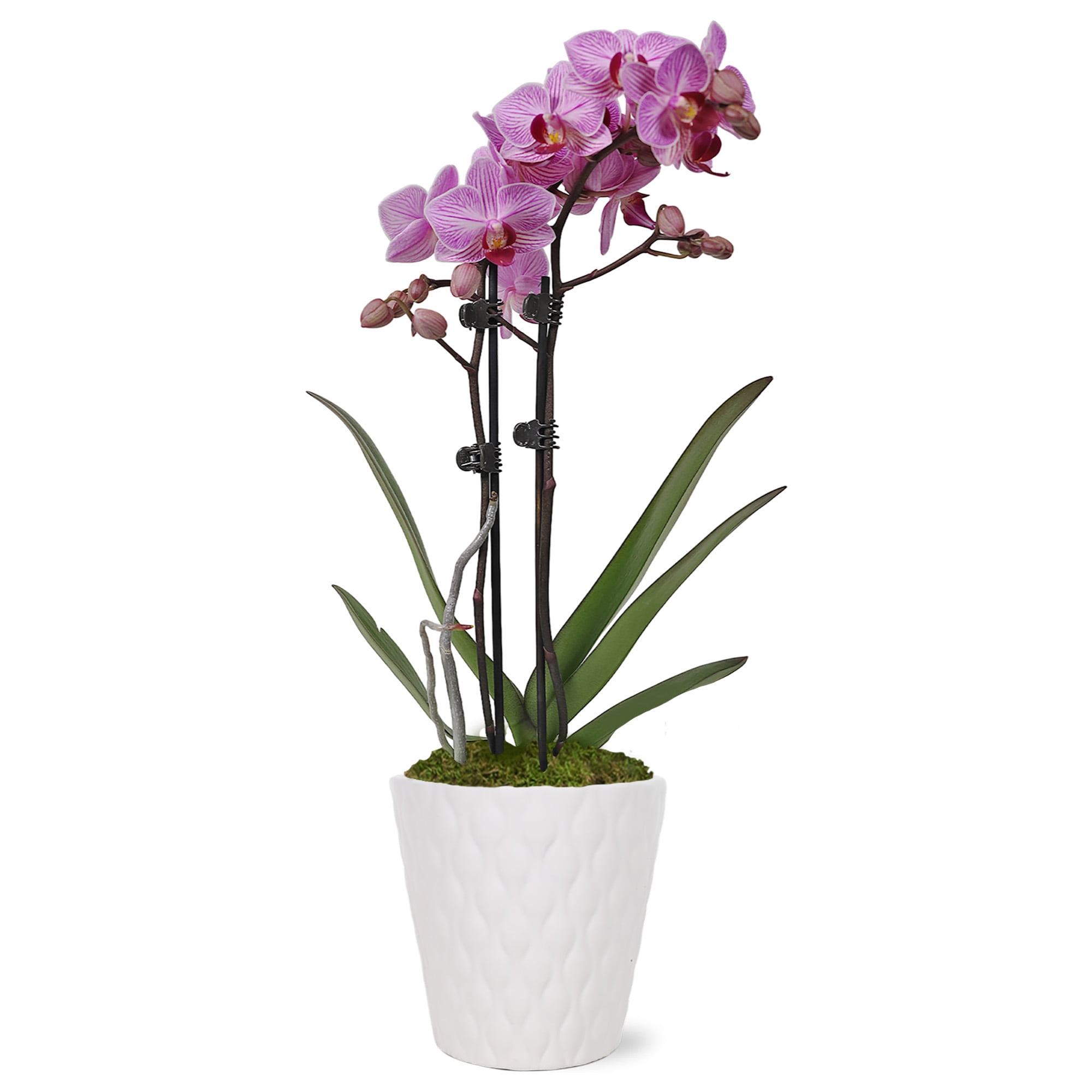 Just Add Ice 15-20" Pink Petite Orchid Live Plant in Moss Topped 3" White Ceramic Pot, House Plant
