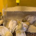 thumbnail image 4 of Caja de Alimentación para Loros,Contenedor de Alimentación Acrílico,Caja de Comida con Múltiples Orificios, Caja Dispensadora Comida Transparente para Pájaros para Pinzones y Loros, 4 of 7