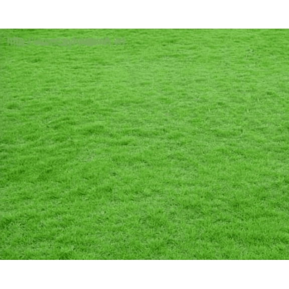 20000 Emerald Zoysia Grass Seeds Zenith Zoysia Grass Seeds For Planting, Lawn Grass Groundcover Seed Ornamental Grass Seed