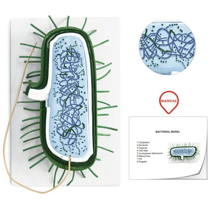 Vision Scientific Bacterial Model price history on PriceWatchPro