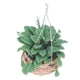 thumbnail image 4 of Ramos de casa de muñecas Higoodz 1:12 lindo multiusos Mano de Obra exquisita Mini Planta en maceta, 4 of 8