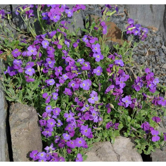 Aubrieta Seeds - Rock Cress Whitewell Gem Ground Cover Seed - 10000 Seeds