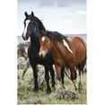 thumbnail image 1 of Great BIG Canvas | "Herd of wild horses in Cody, Wyoming" Art Print - 16x24, 1 of 4