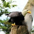 thumbnail image 5 of Ksopiavobs Bald Eagle Figure Realistic Animal Figurines Early Educational Bird Toy Science Project Christmas Birthday Cake Topper for Kids Toddler, 5 of 5