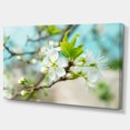 thumbnail image 2 of Beautiful Cherry Blossom n Spring - Floral Canvas Art Print, 2 of 4