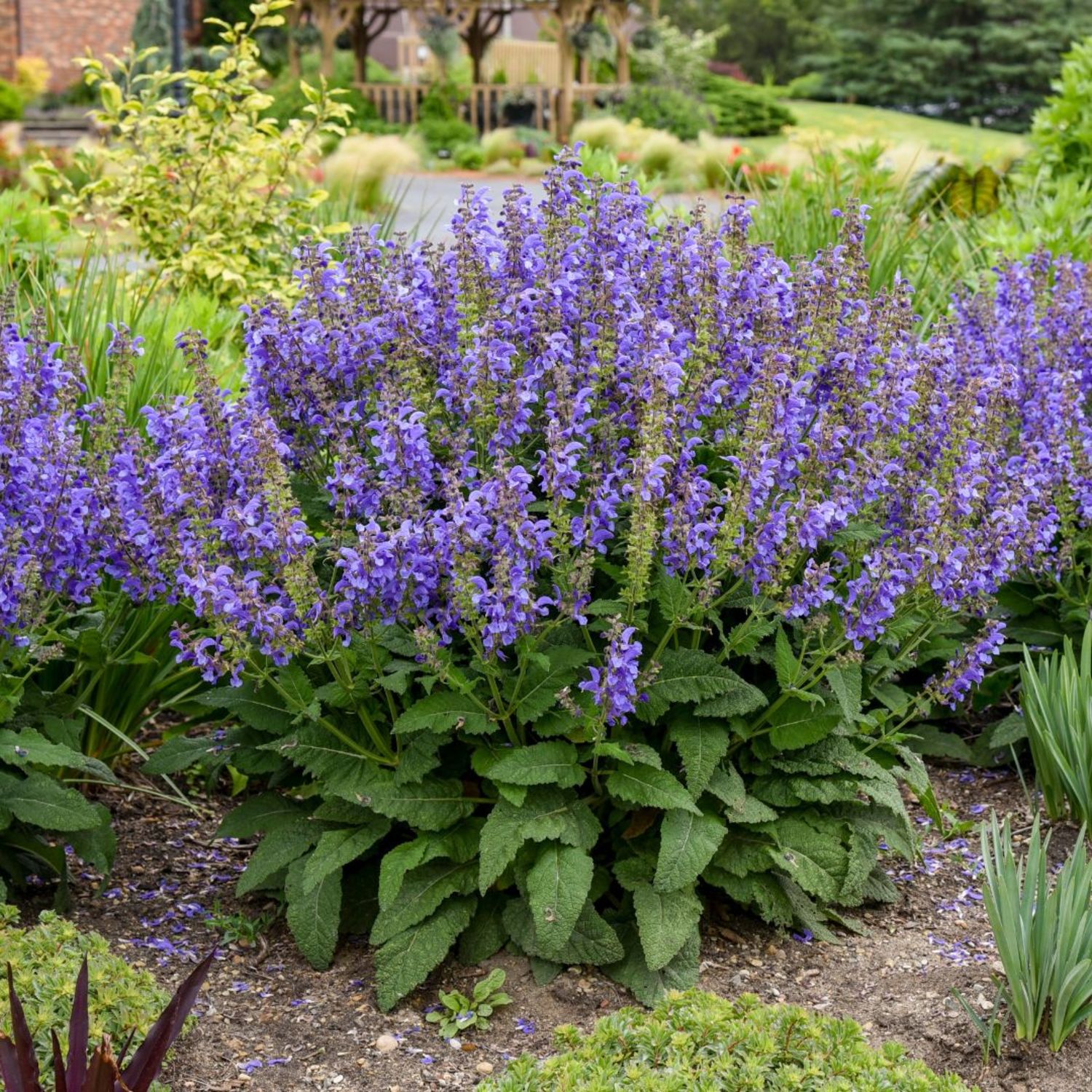 Proven Winners 6" Blue Living Large 'Big Sky' Perennial Salvia Live Plant in 7.5" Pot
