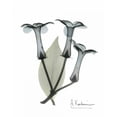 thumbnail image 2 of Albert Koetsier 4x14 White Modern Wood Framed Wall Art Titled - Stephanotis Triple  in Color, 2 of 5