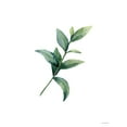 thumbnail image 2 of Seven Trees Design 12x14 White Modern Wood Framed Museum Art Print Titled - Eucalyptus III, 2 of 4