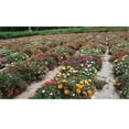 thumbnail image 2 of zellajake Rare Flower Seeds Portulaca Moss Rose Happy Trails Ground Cover Plant Seed Mix 2000+ Seeds, 2 of 3