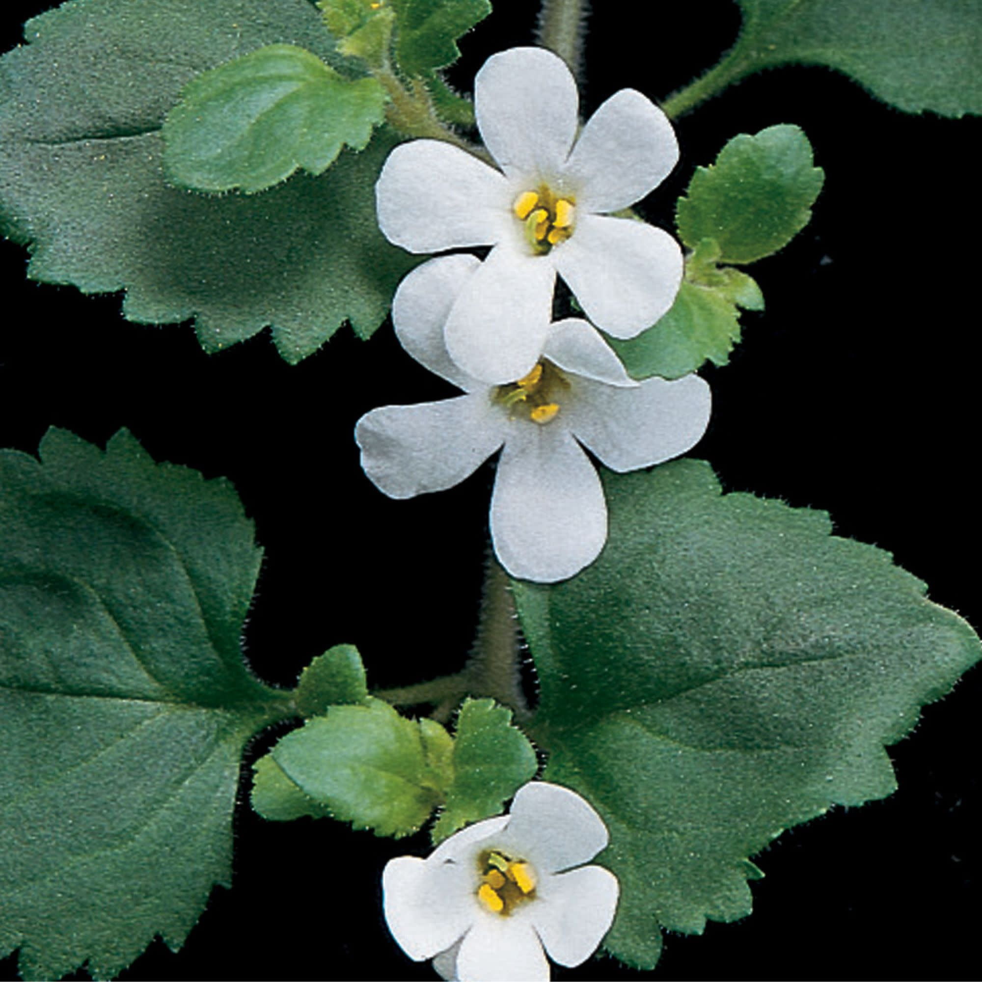 Proven Winners 4" White Snowstorm Giant Snowflake Bacopa Live Plant in 4.25" Pot (4 Count)