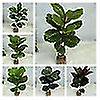 thumbnail image 3 of 1 Pc No Withering Artificial Leaf Vivid Faux Silk Flower Table Centerpieces Simulation Plant Home Decor, 3 of 5