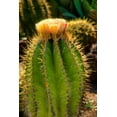thumbnail image 2 of Johnson, George 17x24 Gold Ornate Wood Framed with Double Matting Museum Art Print Titled - Cactus Flowers I, 2 of 4