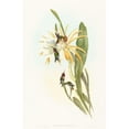 thumbnail image 3 of John Gould 13x18 Black Modern Framed Museum Art Print Titled - Calothorax Heliodori, 3 of 5