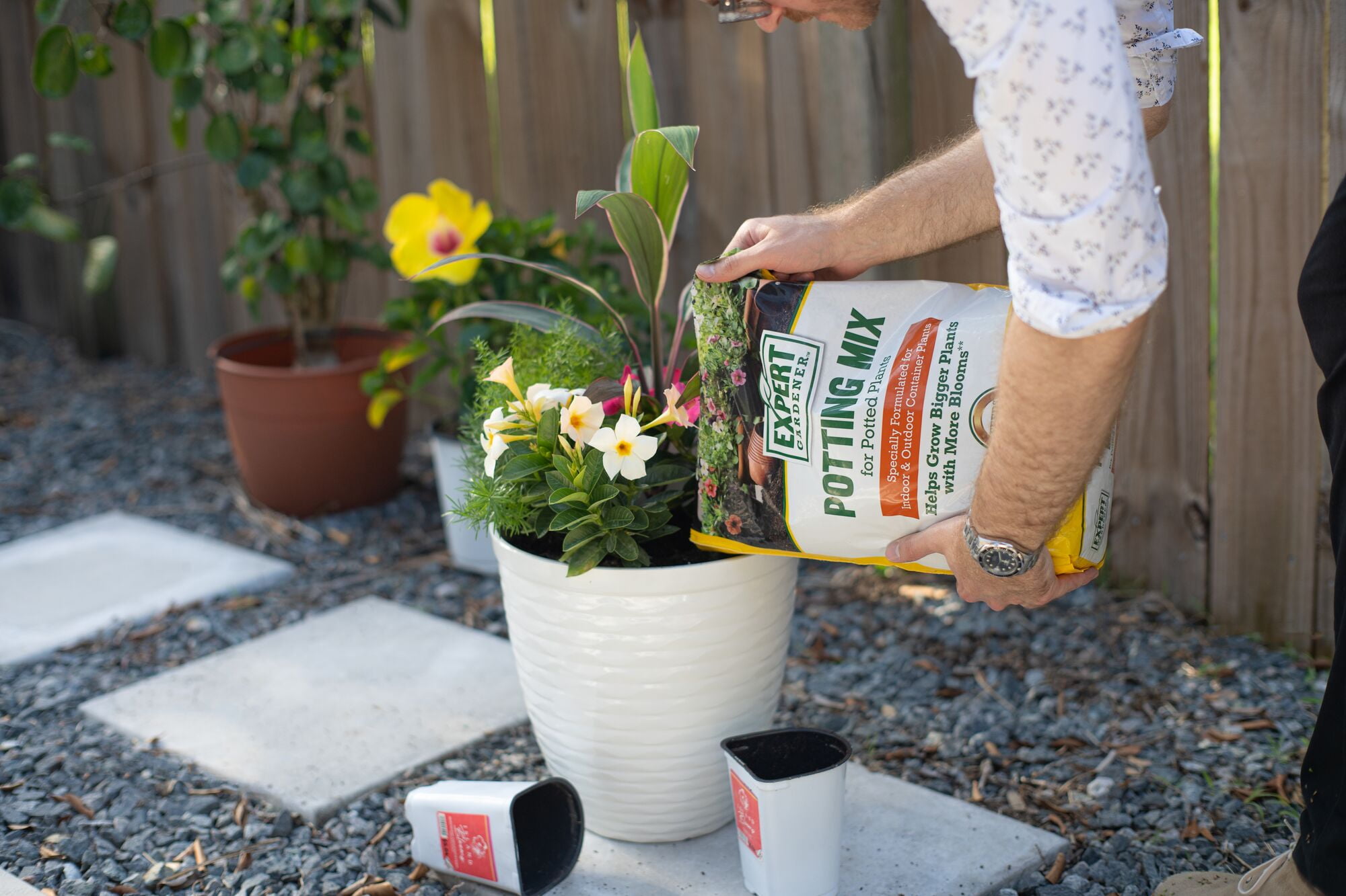 (2 pack) Island Blooms Live Outdoor White Bird Plant in 1.5 Pint Pot – 15 inch Tall, Partial Sun