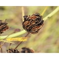 thumbnail image 5 of 100 ILLINOIS BUNDLEFLOWER Prairie Mimosa Desmanthus Illinoensis Flower Seeds, 5 of 11