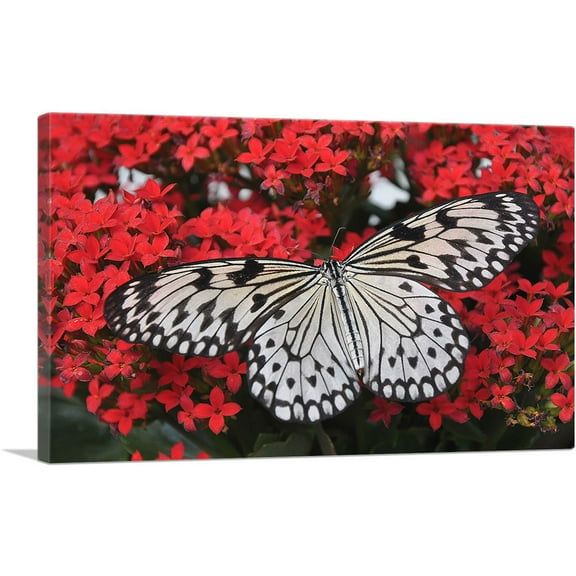 ARTCANVAS Butterfly On Red Flowers Home decor Canvas Art Print - Size: 26" x 18" (0.75" Deep)