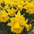 Daffodil Bulbs for Spring Planting 25 Bulbs Narcissus Bulbs Yellow