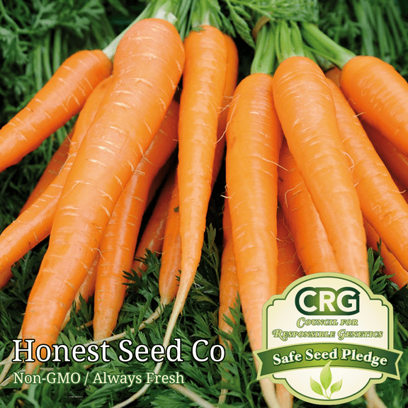 800  Tendersweet Carrot Seeds - Non-GMO | Fresh Garden Seeds USA