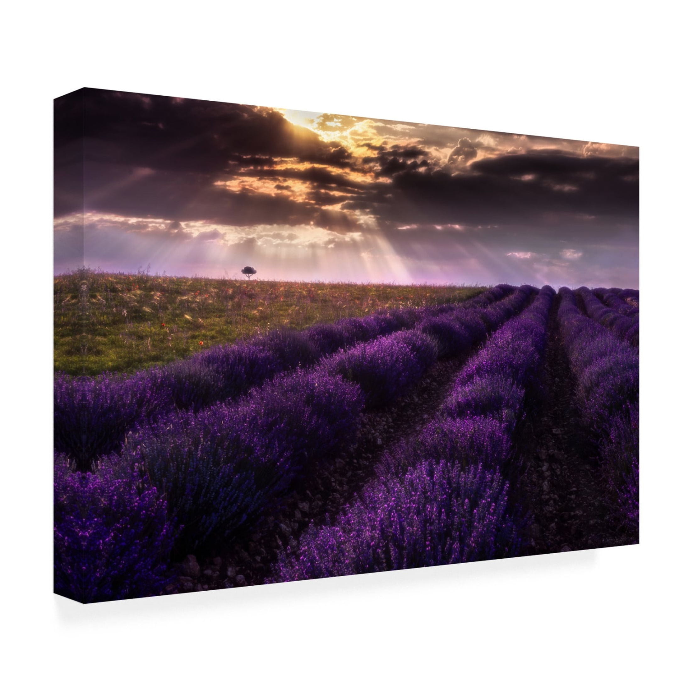Canvas Wall Art - Jesus Concepcion Alvarado 'Between Flowers' Wall Art for Living Room, Bedroom, or Office D?cor by Trademark Fine Art - 24 x 16 Inches