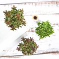 thumbnail image 6 of BalsaCircle 3 Green 7" Artificial Faux Realistic Jelly Bean Succulent Plants Off White Pots, 6 of 6