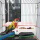 thumbnail image 3 of Comedero para pájaros para jaula, 3 uds., bebedero para pájaros, cuenco alimentador, cuenco de agua de plástico, caja de comedero para pájaros, jaula, cuenco de alimentación para paloma y loro, 3 of 5