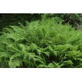 thumbnail image 2 of Classy Groundcovers, Lady Fern, Northern Lady Fern, Alpine Lady Fern, Female Fern, Longleaf Lady Fern (25 Pots, 3 1/2 inch square), 2 of 10