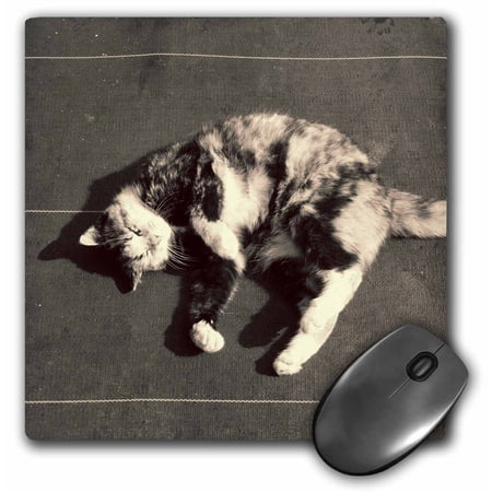 3dRose  calico cat on side  MousePad price history on PriceWatchPro
