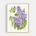 thumbnail image 2 of Butterfly and Lilac - Glen Rock Pennsylvania Drawing Floral Botanical Nature Unframed Wall Art Print 5 x 7 inches, 2 of 16