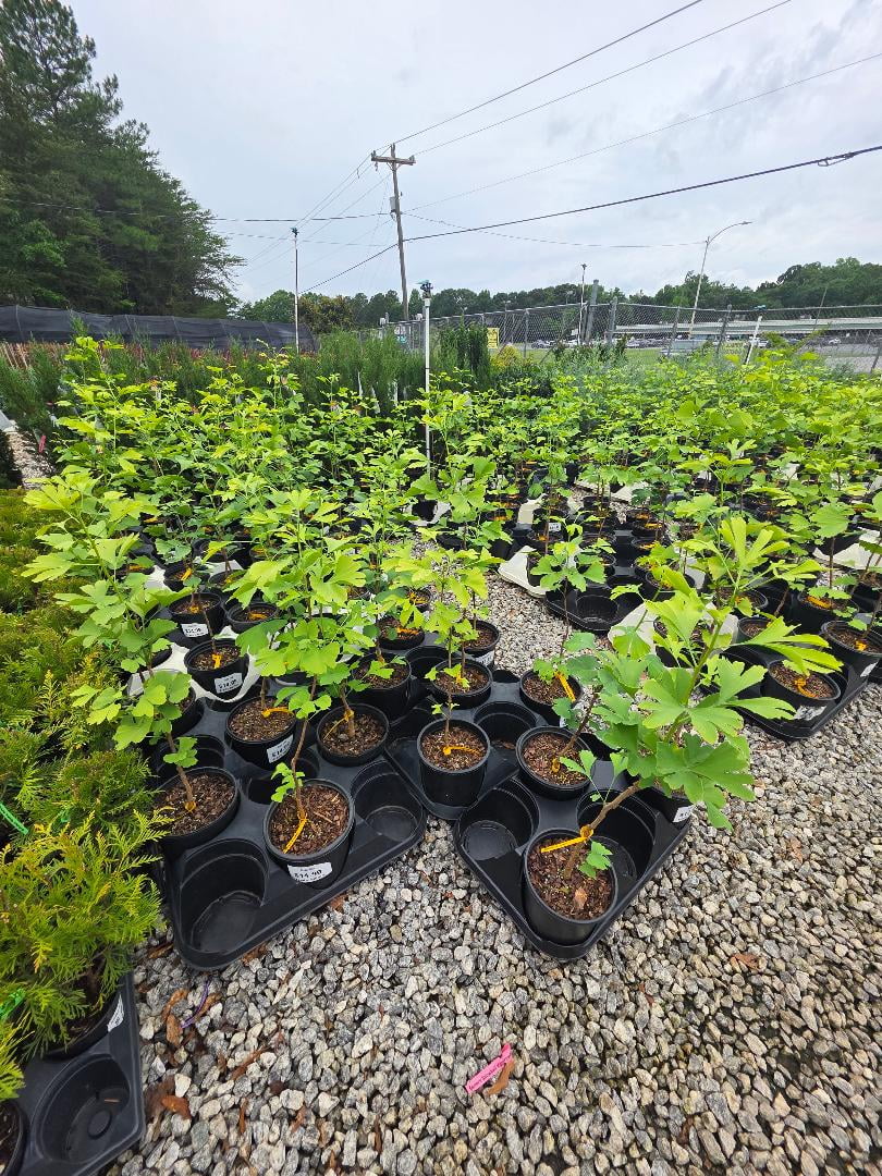 Ginkgo Biloba Tree ( Maidenhair ) - Live Plant - ( 2.5 QT )