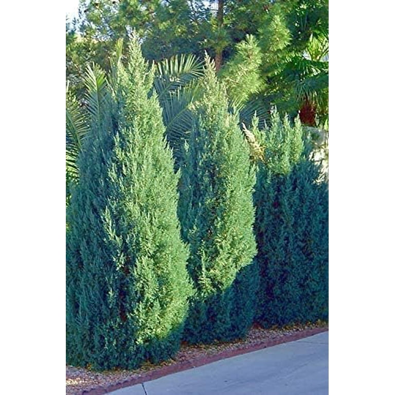 Blue Point Juniper, Juniperus Chinensis, Evergreen Privacy