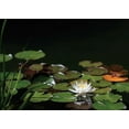 thumbnail image 2 of Dana Underdahl 38x28 Gallery Wrapped Canvas Wall Art Titled - White Water Lily I, 2 of 4
