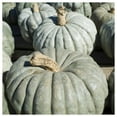 thumbnail image 3 of Everwilde Farms - 10 Organic Jarrahdale Pumpkin Seeds - Gold Vault Jumbo Bulk Seed Packet, 3 of 5