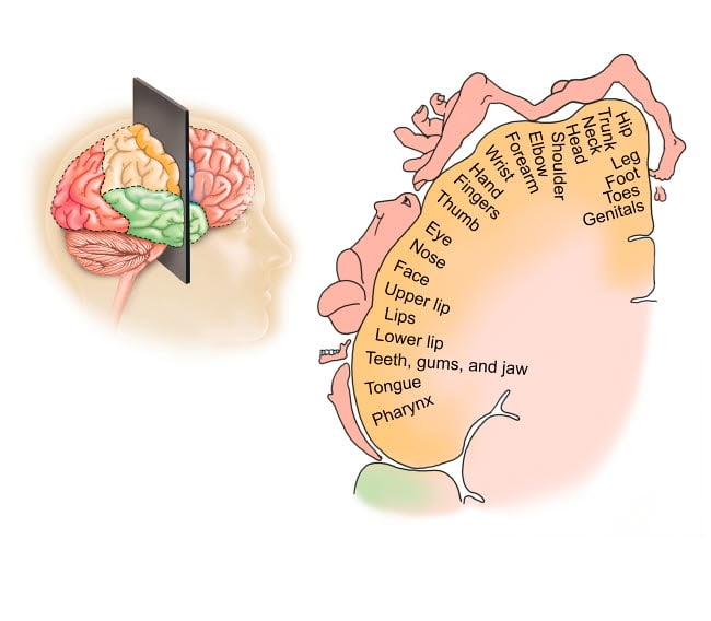 Human brain showing the layout of the sensory cortex Poster Print by