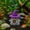 Purple PP, variant on AuroraX Halloween Ghost Aquarium Decor Floating Witch Hat Fish Shelter Mesh Novelty Hollow Spooky Halloween Fish Tank Decor Blue