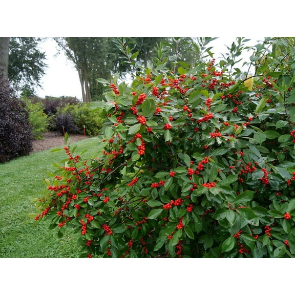 Berry Heavy Winterberry-Deciduous Shrub-Attracts Birds  3 Gallon