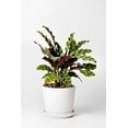 thumbnail image 2 of Calathea Lancifolia Rattlesnake Live Plant for Indoor | Different Houseplants in 4'' & 6'' Pot | Real House Plant for Living Room, Office, Desk & Bathroom | Peacock Zebra, 2 of 7