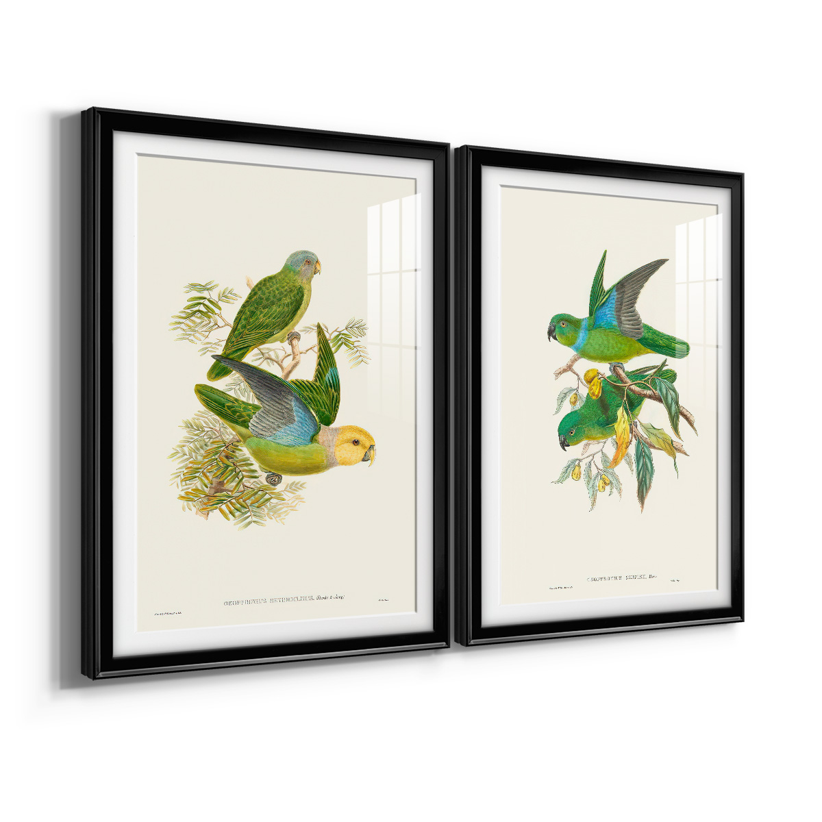 Wexford Home Lime & Cerulean Parrots I Premium Framed Print, 30.5" x 42.5" - Ready to Hang, Black (Set of 2)
