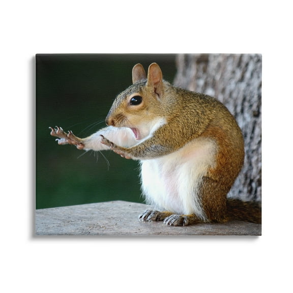 Stupell Industries Funny Shocked Pose Squirrel Animals & Insects Photography Gallery Wrapped Canvas Art Print Wall Art, 20 x 16