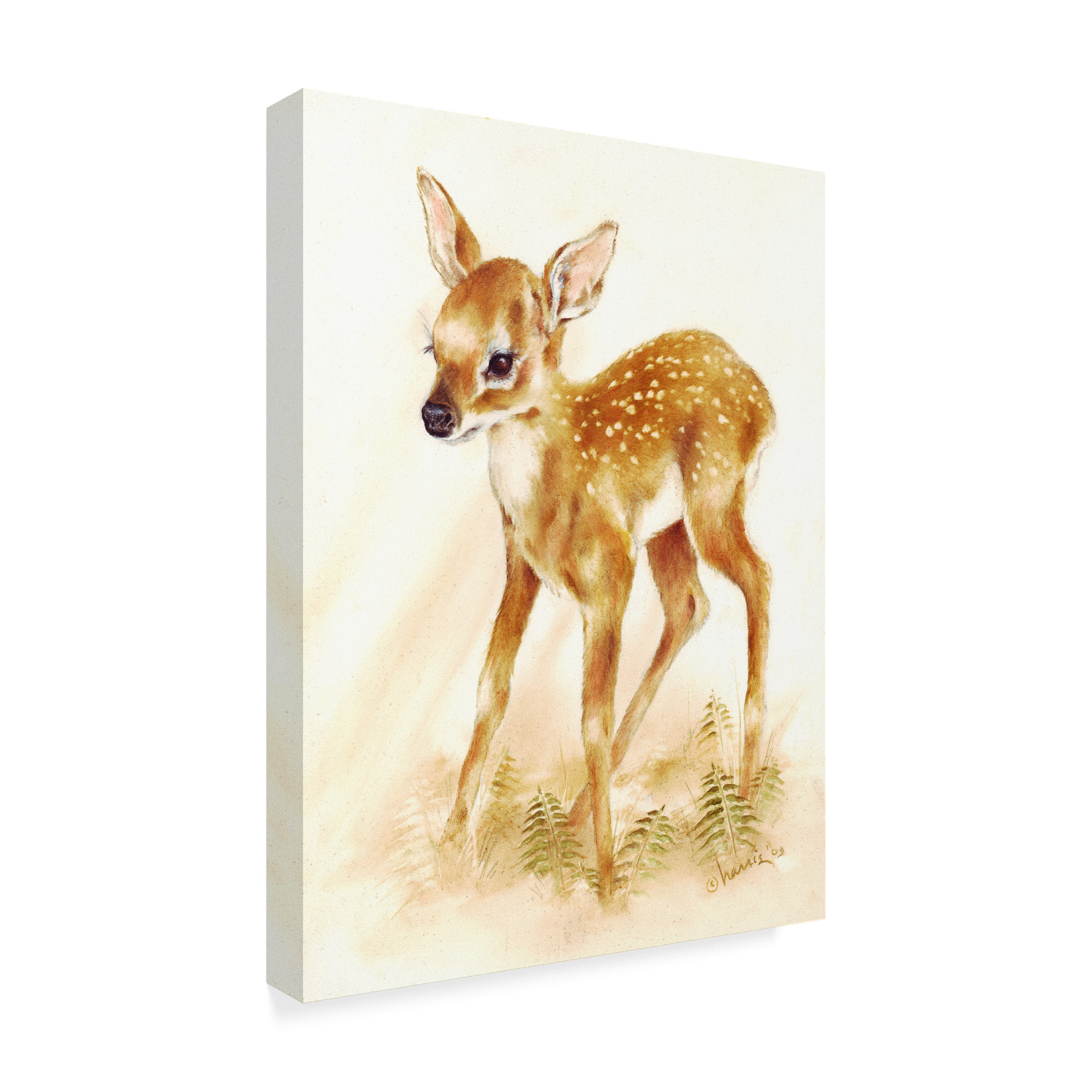Trademark Fine Art 'Fawn' Canvas Art by Peggy Harris