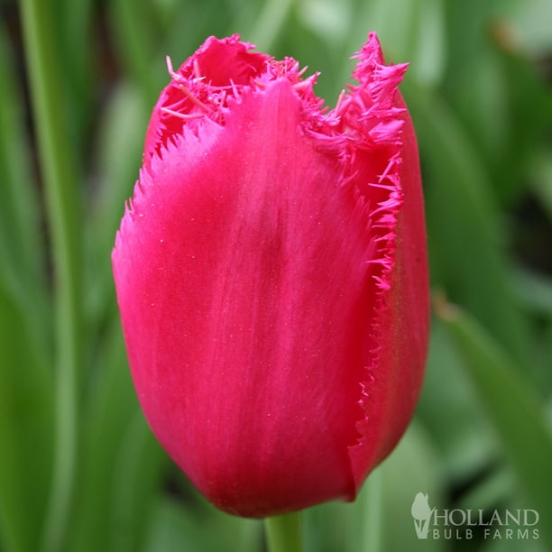 Burgundy Lace Fringed Tulips