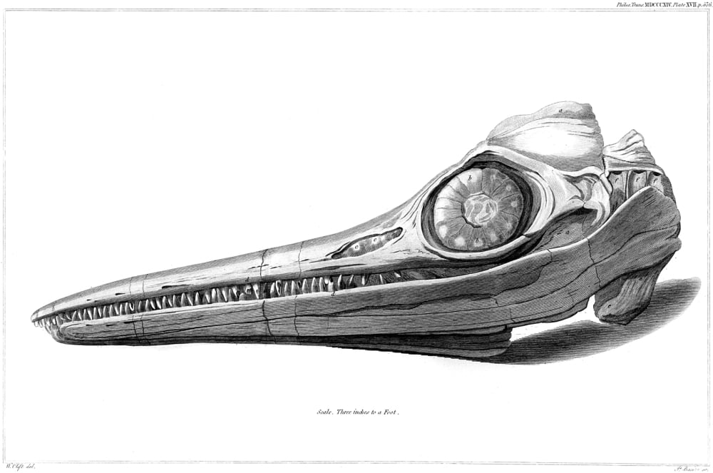 Ichthyosaur 1812. Nthe Fossil Skull Of An Ichthyosaur Discovered By