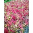 thumbnail image 4 of It Blooms Red Tillandsia Ionantha Fuego Air Live Plants, 4 of 6