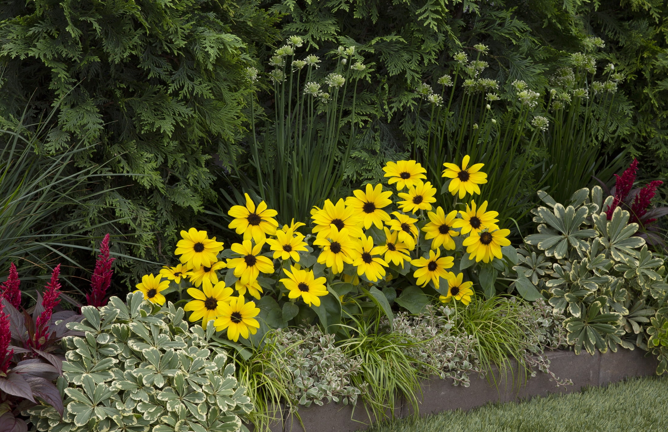 Sunfinity 2.5QT Yellow Sunflower Live Annual Plant Sun