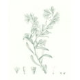 thumbnail image 2 of Vision Studio  12x14 Black Ornate Wood Framed with Double Matting Museum Art Print Titled - Botanical Study in Sage II, 2 of 4