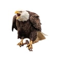 thumbnail image 2 of Cqxid Hibou Déserreur Oiseau Effrayer Plat Jardin Épouvantail Leurre Ruban Réfléchissant, 2 of 4