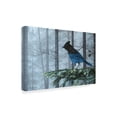thumbnail image 2 of Trademark Fine Art 'Stellers Jay In Fog' Canvas Art by Ron Parker, 2 of 3