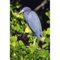 thumbnail image 2 of Posterazzi DPI1793106LARGE Little Blue Heron Poster Print by John Pitcher, 22 x 34 - Large, 2 of 4