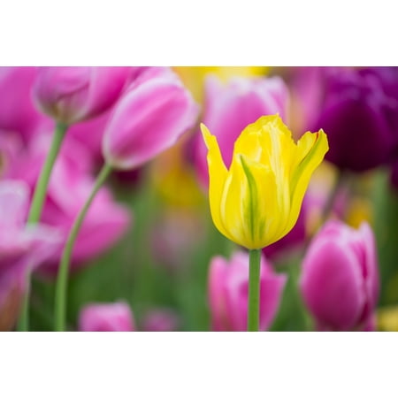Yellow pink and purple Tulips blooming in a garden Chicago Botanic Garden Lake Cook Road Glencoe Illinois USA Canvas Art - Panoramic Images (18 x